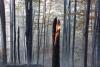 Incendiu puternic pe Valea Doftanei în zona Barajului Paltinu. Pompierii se luptă să stingă 12.000 de mp de pădure. 18867344