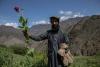 Exporturile de mac pentru opiu din Afganistan au scăzut cu 95% 18868227