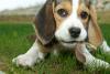 15 rase de câini ușor de îngrijit, perfecte pentru stăpâni ocupați 18872164