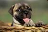 15 rase de câini ușor de îngrijit, perfecte pentru stăpâni ocupați 18872165