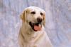 12 rase de câini potrivite pentru persoanele cu autism 18874087