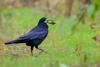 Duminică are loc ultimul tur ornitologic ghidat din acest an în Parcul Național Văcărești 18874998