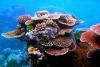 Căldura face ravagii. Insulele de corali din Australia ar putea să dispară 18875466