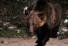 Premieră în istorie: Alertă de urs la Brăila. Zeci de oameni caută animalul ajuns în Câmpia Bărăganului 18882784