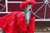 Tika ogarul, câinele haute-couture cu garderobă de 20.000 de dolari 18882741
