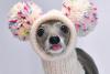 Tika ogarul, câinele haute-couture cu garderobă de 20.000 de dolari 18882743