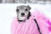Tika ogarul, câinele haute-couture cu garderobă de 20.000 de dolari 18882744