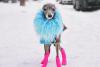 Tika ogarul, câinele haute-couture cu garderobă de 20.000 de dolari 18882746