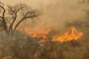 Cel mai mare incendiu de vegetație din istoria Texasului a ucis mii de vite 18887411