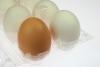 Diferențe între ouăle cu coji albe și maro 18887817