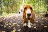 10 rase de câini cu cel mai dezvoltat simț al mirosului 18888546