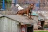 6 calități unice ale rasei de câini Staffordshire Bull Terrier 18889516