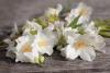 Cele mai parfumate flori de grădină 18890024