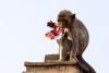 Maimuțele dintr-un oraș thailandez sunt agresive cu turiștii și localnicii 18893110