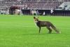 O vulpe a intrat pe stadionul din Giuleşti, după meciul Rapid-CFR Cluj. Imaginile au devenit virale 18893415