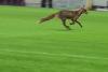 O vulpe a intrat pe stadionul din Giuleşti, după meciul Rapid-CFR Cluj. Imaginile au devenit virale 18893416