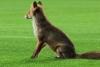 O vulpe a intrat pe stadionul din Giuleşti, după meciul Rapid-CFR Cluj. Imaginile au devenit virale 18893417