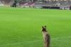 O vulpe a intrat pe stadionul din Giuleşti, după meciul Rapid-CFR Cluj. Imaginile au devenit virale 18893419