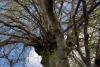 Minunea naturii: Un copac din România are peste 500 de ani și poate fi cuprins de cinci oameni. Unde se află 18893582