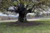 Minunea naturii: Un copac din România are peste 500 de ani și poate fi cuprins de cinci oameni. Unde se află 18893584