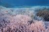 Încălzirea globală provoacă dezastre: Recifele de corali suferă al patrulea episod global de înălbire 18894412