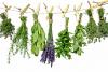 10 plante benefice pentru sănătate și proprietățile lor terapeutice 18902851