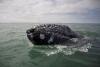 Ecosistemul în pericol. Numărul balenelor cenușii din Pacific s-a redus dramatic în ultimele două decenii 18903548