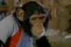 Cimpanzeul lui Michael Jackson are 41 de ani și trăiește o viață idilică în Florida 18904980