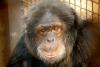 Cimpanzeul lui Michael Jackson are 41 de ani și trăiește o viață idilică în Florida 18904981
