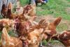 Fundația Carmistin a donat 10.000 găini ouătoare BIO 18906470