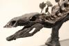 Fosilă de dinozaur extrem de bine conservată, de 200 de milioane de ani, descoperită în Brazilia 18908487