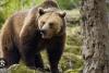 Tanczos Barna: Ursul poate fi din nou vânat în România; astfel putem salva vieţi omeneşti 18909216