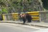 Turistă străină mușcată de urs în zona barajului Vidraru. Atenție: Imagini șocante! 18956156