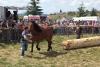 Concursurile de tracțiune cu cai vor fi interzise. Apare cazierul de protecție a animalelor 18958313