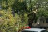 Haos în Capitală: doi copaci s-au prăbușit pe autoturisme aflate în mers. O persoană a ajuns la spital 18974642