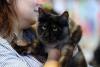 București, capitala mondială a pisicilor de rasă! FIFe World Winner Show 2025 aduce peste 700 de feline din 36 de țări la Romexpo 18977746
