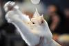 București, capitala mondială a pisicilor de rasă! FIFe World Winner Show 2025 aduce peste 700 de feline din 36 de țări la Romexpo 18977750