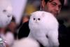 București, capitala mondială a pisicilor de rasă! FIFe World Winner Show 2025 aduce peste 700 de feline din 36 de țări la Romexpo 18977759