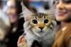 București, capitala mondială a pisicilor de rasă! FIFe World Winner Show 2025 aduce peste 700 de feline din 36 de țări la Romexpo 18977761
