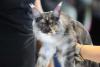 București, capitala mondială a pisicilor de rasă! FIFe World Winner Show 2025 aduce peste 700 de feline din 36 de țări la Romexpo 18977765