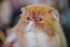 București, capitala mondială a pisicilor de rasă! FIFe World Winner Show 2025 aduce peste 700 de feline din 36 de țări la Romexpo 18977770