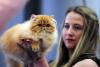 București, capitala mondială a pisicilor de rasă! FIFe World Winner Show 2025 aduce peste 700 de feline din 36 de țări la Romexpo 18977784