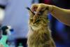 București, capitala mondială a pisicilor de rasă! FIFe World Winner Show 2025 aduce peste 700 de feline din 36 de țări la Romexpo 18977789