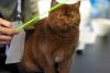 București, capitala mondială a pisicilor de rasă! FIFe World Winner Show 2025 aduce peste 700 de feline din 36 de țări la Romexpo 18977793