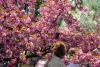 Hanami – sărbătoarea primăverii – în Grădina japoneză din Parcul Regele Mihai I (Herăstrău) 19004267