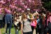 Hanami – sărbătoarea primăverii – în Grădina japoneză din Parcul Regele Mihai I (Herăstrău) 19004270