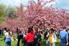 Hanami – sărbătoarea primăverii – în Grădina japoneză din Parcul Regele Mihai I (Herăstrău) 19004274