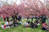 Hanami – sărbătoarea primăverii – în Grădina japoneză din Parcul Regele Mihai I (Herăstrău) 19004280