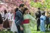 Hanami – sărbătoarea primăverii – în Grădina japoneză din Parcul Regele Mihai I (Herăstrău) 19004288