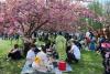 Hanami – sărbătoarea primăverii – în Grădina japoneză din Parcul Regele Mihai I (Herăstrău) 19004291